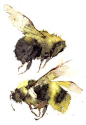 two bumble bees - Kate Osborne
