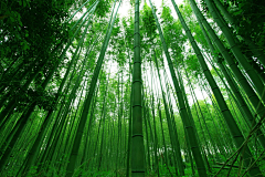 Lemonlt;采集到风景