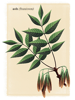 Asen-阿森采集到插画-杂物