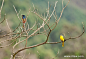 赤红山椒鸟 Scarlet minivet图集_动物世界_一起分享奇妙的动物世界