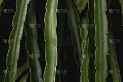 青龙果树上爬树自然背景
