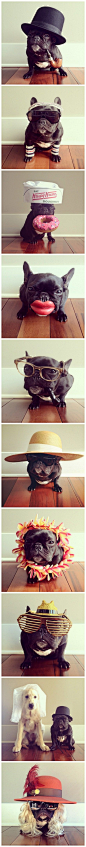 “百变大咖秀”（Trotter, the Most Fashionable Dog on Instagram ）