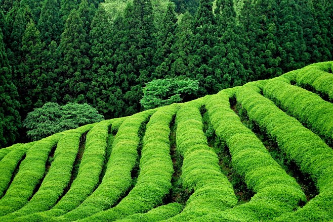 Free photo green tea...