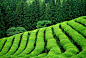 Free photo green tea plantation in south east asia