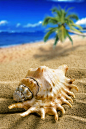 高清沙滩海螺图片素材-图片-视觉中国下吧