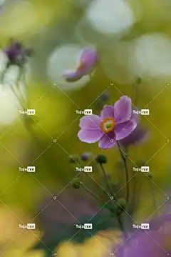 海葵 粉红色的花朵 花壁纸 秋海葵 花朵 开花 盛开 花园