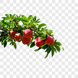 苹果树其他PNG图片➤来自 PNG搜索网...