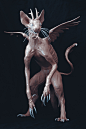 sadan-vague-sea-cat-5