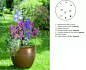花园庭院设计新模式: 容器花园/Container gardening 
 贝壳花(Moluccella laevis) , 高加索蓝盆花（Scabiosa caucasia）, 埃塞俄比亚画眉草( Eragostis abyssinica)， 红花钓钟柳（Penstemon barbatus）, 夏雪草(Cerastium tomentosum) , 反曲景天（Sedum reflexum）, 日本蓝盆花（Scabiosa japonica）