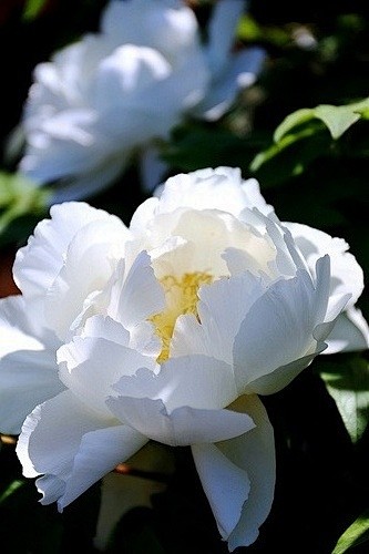 White Peony.山茶花