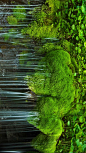 弗吉尼亚州，谢南多厄国家公园，瀑布与苔藓 (© Oliver Gerhard/imageBROKER/Alamy)<br/>谢南多厄国家公园的瀑布，潺潺的水流十分静谧，水流来到悬崖前，奔流而下，滤过大块的苔藓，打破了之前的宁静，充满生命的力量。无论是静还是动，都有一种能够让人宁静下来的魅力。
