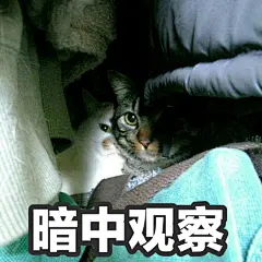 油牌表情包@楼板娘  一些老图 ​​​​