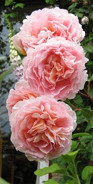 Rosa Abraham Darby #...