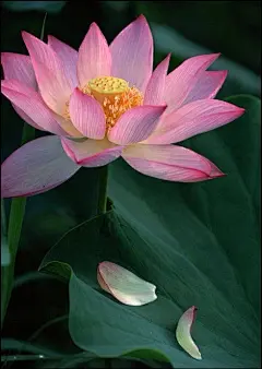 夏日的莲花，出淤泥而不染 ，濯清涟而不妖。