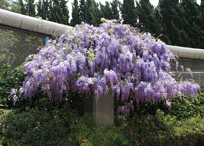 紫藤花