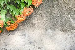 背景,墙,角度,留白,纹理效果,平视角,古典式,夏天,石材,灌木