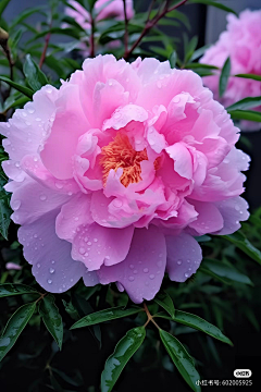 九天绘画采集到牡丹芍药