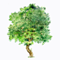 35.Cinnamomum camphora 樟.gif