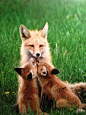 Fox kits giving Momma some kisses