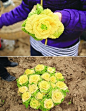 南京农业大学专家成功筛选出一种长得像黄玫瑰的白菜，好美~[奇闻怪事]