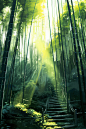 清新竹子竹林植物自然风景插画