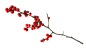 花枝