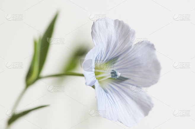 亚麻(亚麻)在光下开花