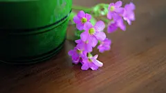 清新淡雅的紫色花朵电脑壁纸  #清新# #优质# #每周壁纸精选#
