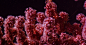 Thousands of eight-tentacled feeding polyps extend into deep water from this bubblegum coral sitting at 580 meters in Lydonia Canyon.