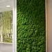 Indoor moss wall in an office space: 