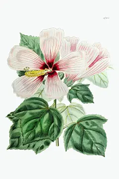 《爱德华兹植物名录》