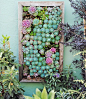 succulent vertical garden: 