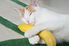 点击来源直接获取大图文件 |有趣的小猫用爪子拿着香蕉，正在睡觉
