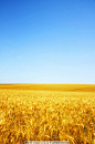 麦田风景背景 金色阳光麦田 蓝天 小麦 麦穗 大麦 太阳 田园风格