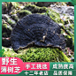 野生薄树灵芝海南天然灵芝整枝山货林芝野灵芝切片特大野生薄树芝-淘宝网