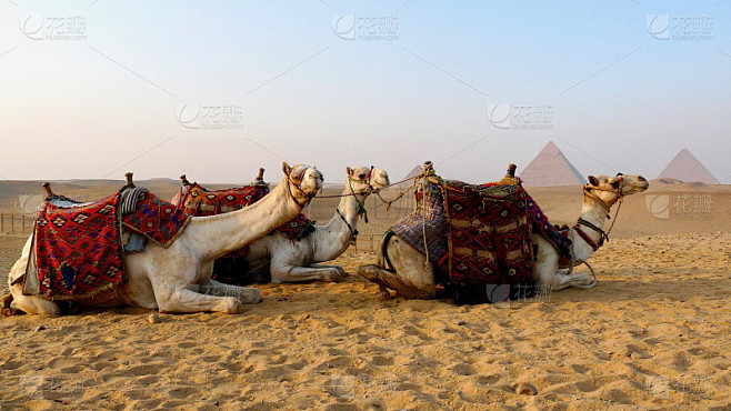 埃及的骆驼