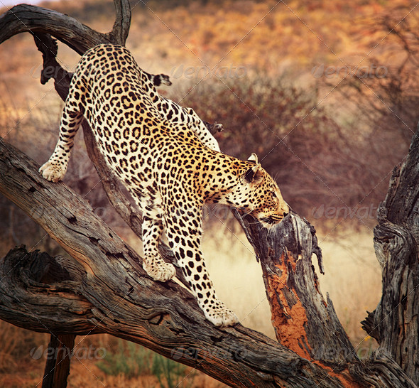 Leopard - Stock Phot...