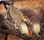 Leopard - Stock Photo - Images