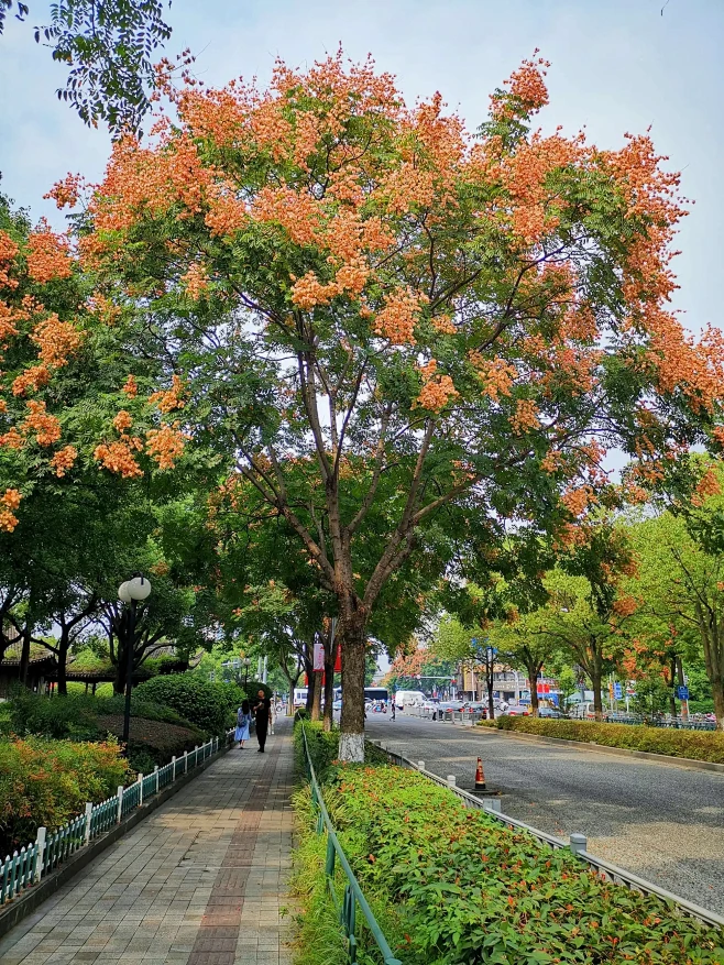 栾树图片_景观-植物配置（软景）图片素材-花瓣网