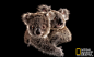 女研究员15年收养60余只野生树袋熊(组图)|树袋熊_新浪新闻