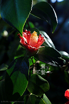 身若琉璃心似菩提采集到节气