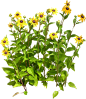 黑心菊06