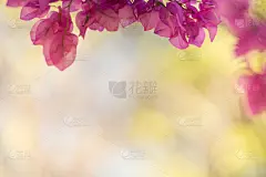 近距离的自然景观粉九重葛在阳光下模糊的绿色背景下，以散景和复制空间作为背景的自然植物景观，生态壁纸的