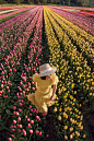 Spring Radiance Captivating Tulip Field in a Yellow Dress