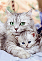 Adorable eyes of cat and kitten looking so cute sitting together..... (click on picture to see more stuff)