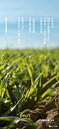 西安麦芒传播