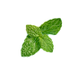 摄图网_401585967_薄荷叶（企业商用）