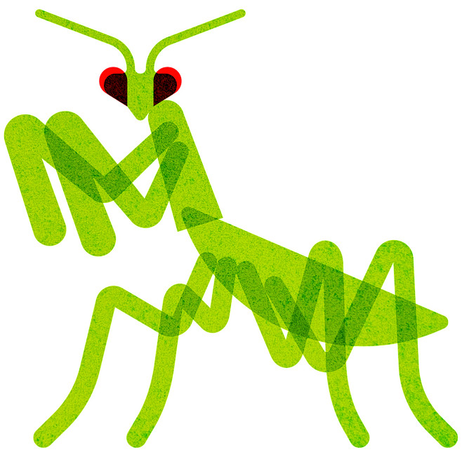 mantis.jpg (612 KB,1...