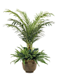 Winter Palm (T57-6): Winter Palm, shown in container option B, Potter's Jar Antique Clay, 55wx6.5'h: 