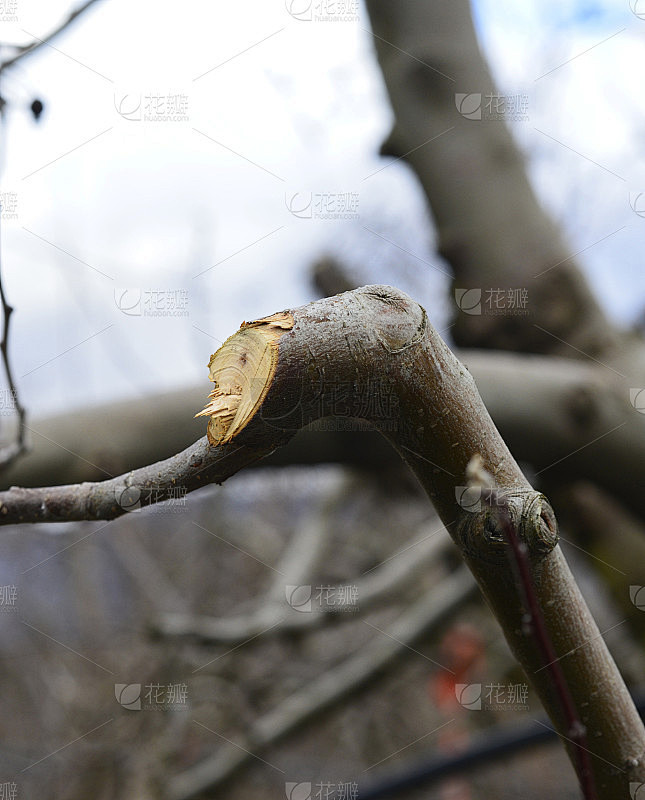 修剪苹果树枝